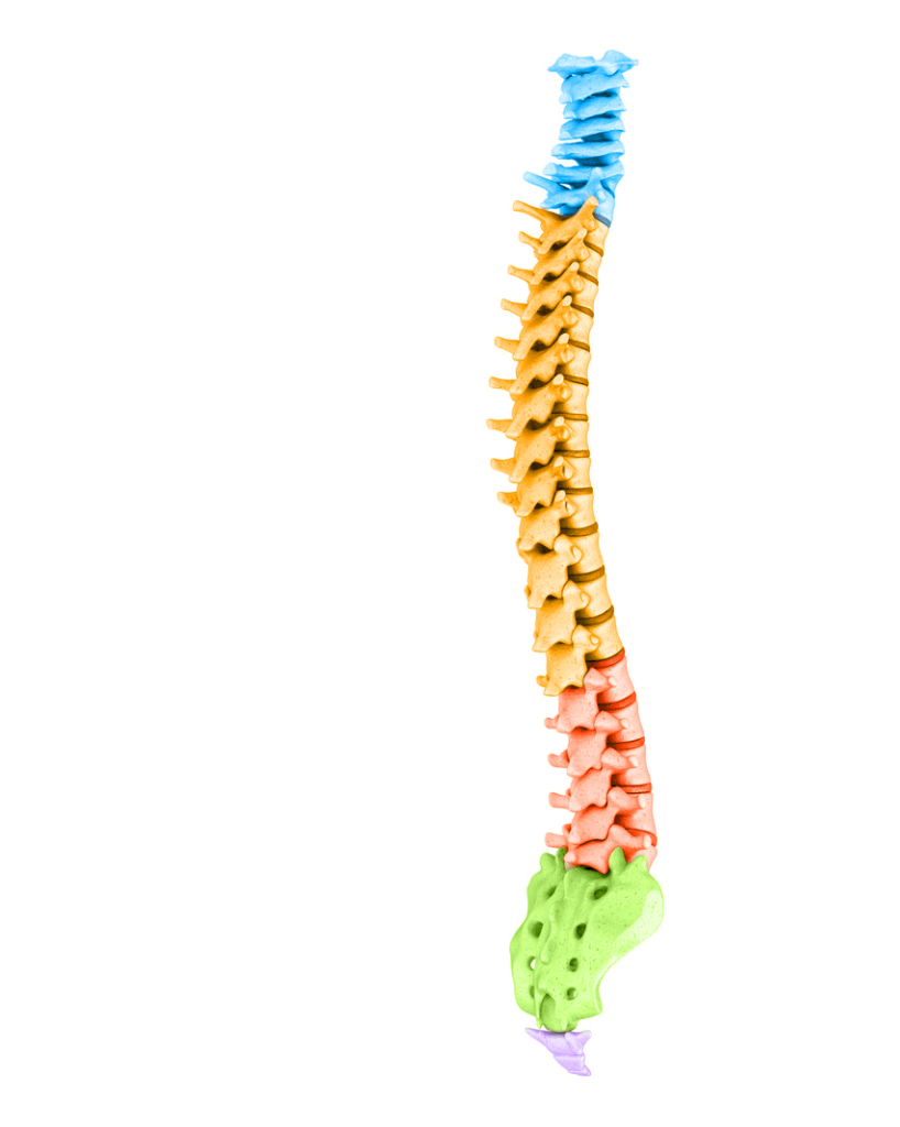 Spine Education